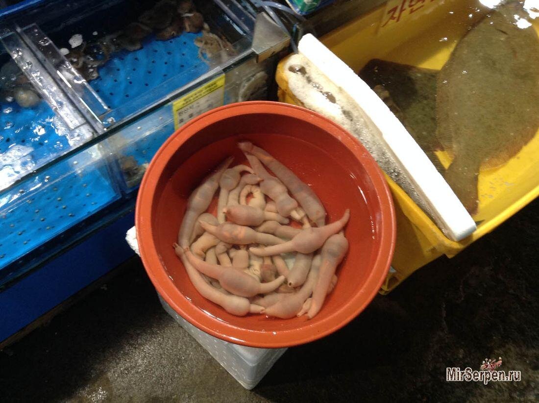 https://mirserpen.ru/2017/05/penis-fish-south-korean-delicacy/