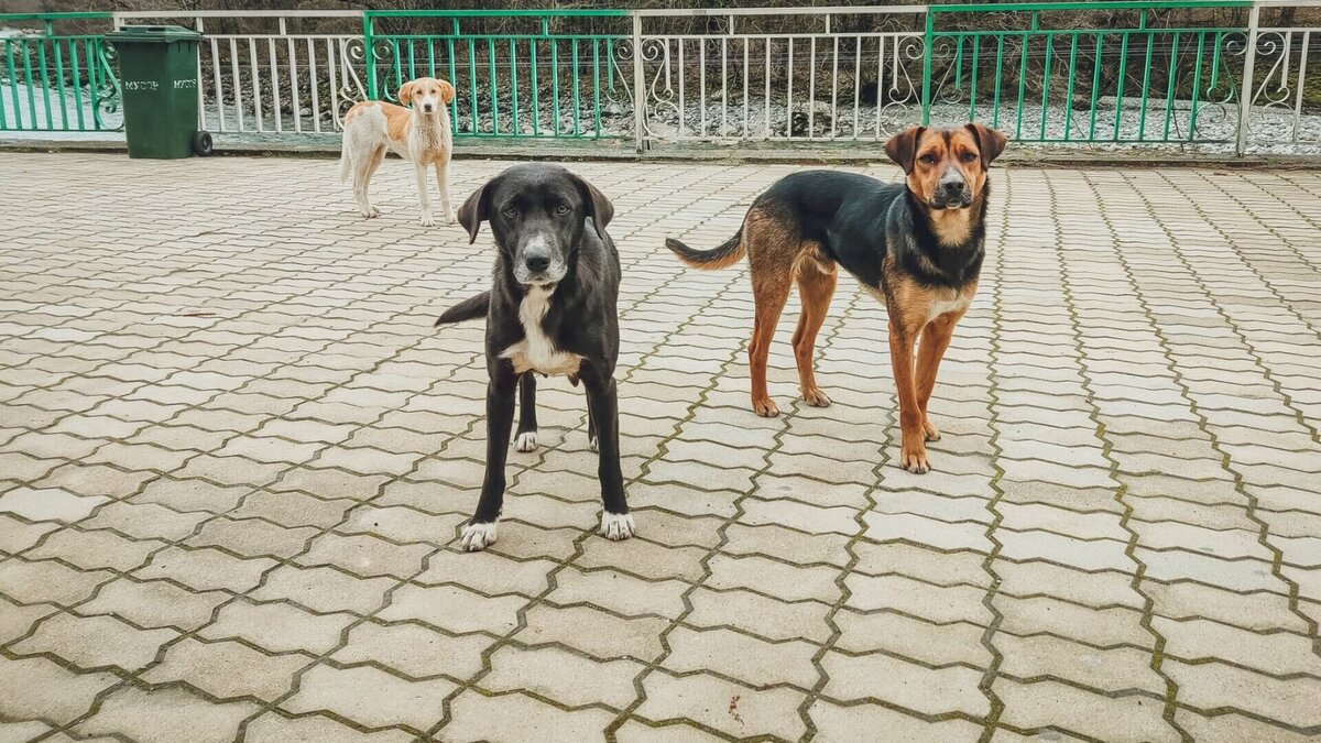     В двух инцидентах пострадали две девочки и мальчик.