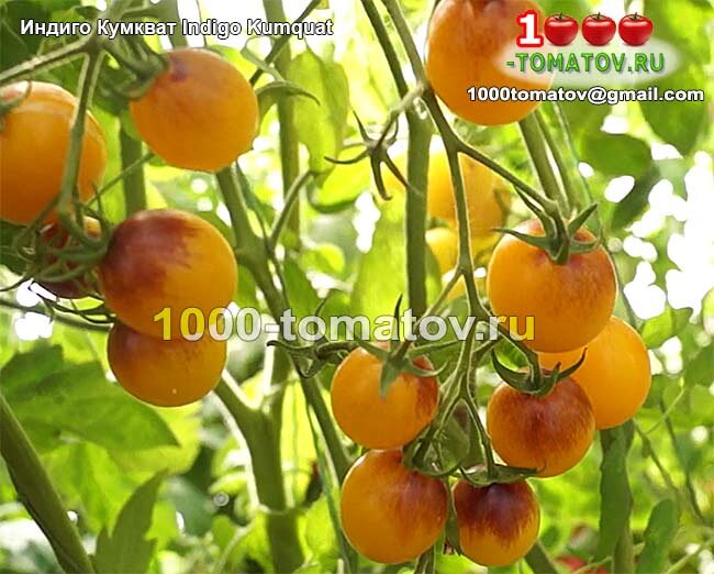 Томат Индиго Кумкват Indigo Kumquat  фото 1