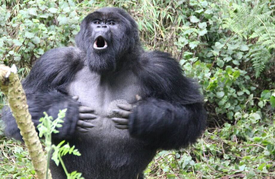 Горилла casino gorilla vad1. Горилла и орангутанг. Горилла бьет в грудь. Горилла, самец. Обезьяна горилла.