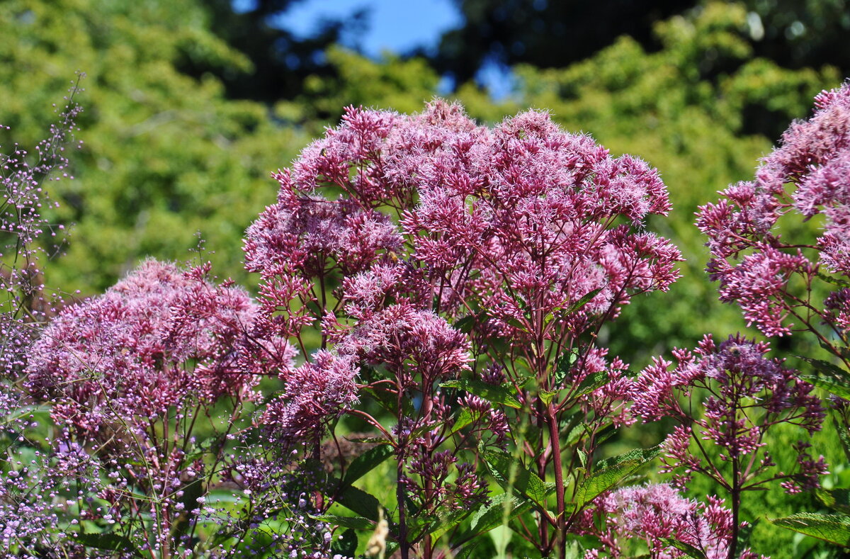 Посконник пурпурный (Eupatorium purpureum)
