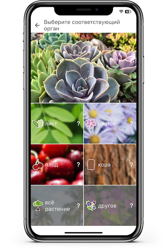 Бесплатное приложение распознавание растений. Приложение определитель растений. Приложение растения. Бесплатное приложение распознавание растений. Бесплатное приложение распознавание растений.