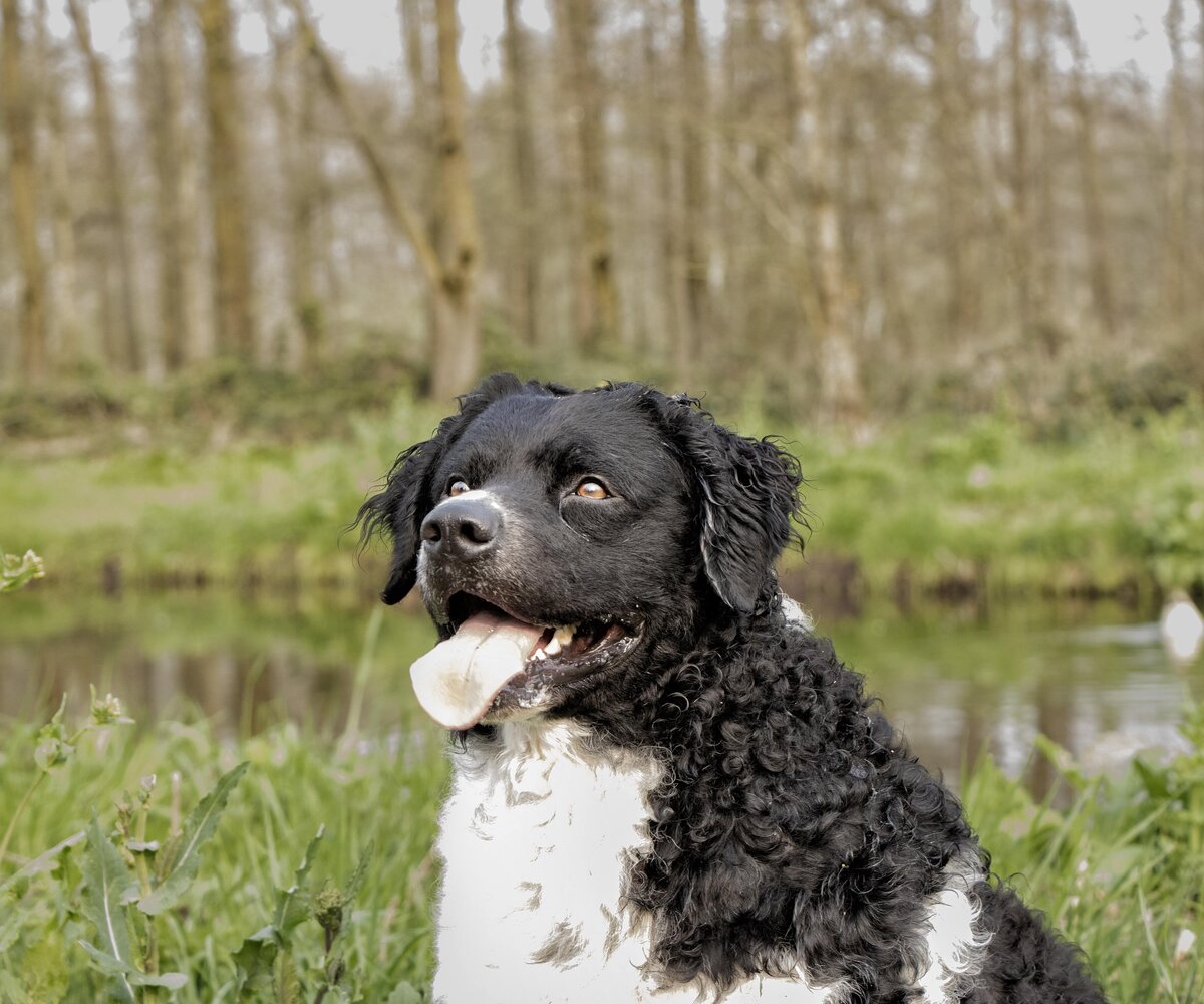     В Великобритании впервые родились щенки породы веттерхун — одной из самых редких в мире