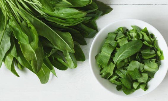 щавель польза и вред