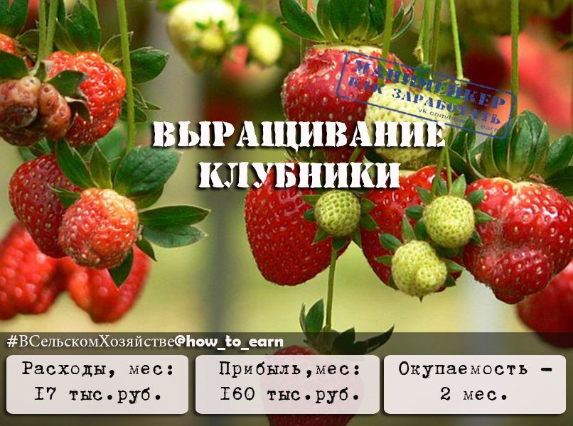 На первый взгляд может показаться, что клубника как бизнес ограничена сезонностью плодоношения этой ягоды. На самом деле существует целый ряд схожих между собой технологий выращивания клубники круглый год. Использование подобных технологий позволяет заложить клубничную плантацию любой площади, ограничивающуюся лишь размерами помещения. 
Самый главный плюс этого бизнеса заключается в том, что рынок свежей клубники во внесезонное время довольно ограничен и в основном представлен импортной продукцией с непомерно завышенным на нее ценником. То есть у вас будут все предпосылки для успешного выхода на рынок за счет резкого снижения цен, ведь по факту себестоимость одного кг клубники будет обходиться вам очень дешево.

Далее я представлю вам краткий бизнес план выращивания клубники, а также методы ее реализации.

Организационно-правовые моменты

Наверняка вы неоднократно наблюдали, как по сезону на всевозможных рынках появляются целые развалы этой ароматной ягоды. При этом практически все продавцы клубники реализуют ее без каких-либо сопроводительных документов, так как все они являются владельцами ЛПХ. В нашем случае такой вариант не пройдет, ибо предлагаемые мною методы реализации клубники требуют узаконить вашу предпринимательскую деятельность, зарегистрировав ИП.

Что касается формы налогообложения, то тут вырисовывается интересная картина. Даже если вы организуете выращивание клубники в черте города, при этом не имея в аренде или собственности ни одного участка земли сельскохозяйственного назначения, вы все равно попадаете под кодировку ОКВЭД А. 01.13.21. А это значит, что вас причислят к группе сельхозпроизводителей, и вы можете выбрать такую форму налогообложения, как ЕСХН.

ЕСХН – это единый сельхозналог, заменяющий собой основные формы налогообложения и имеющий самую минимальную ставку – не более 6% от чистой прибыли.

Методы реализации клубники

В этом разделе мы рассмотрим три основных способа реализации клубники: торговая точка, продуктовые магазины и оптовая сеть. Но для начала рассмотрим список документов, необходимых для реализации клубники:

- Декларация соответствия ГОСТ Р.
- Фитосанитарный сертификат на клубнику.
- Декларация соответствия.

Декларация о соответствии – это документ, в котором производитель продукции удостоверяет, что поставляемый им товар соответствует всем требованиям тех. регламентов и сопутствующих им нормативных документов на момент проведения соответствующих исследований продукции.

Существует две схемы получения этого документа:

Первое – декларация соответствия выдается на основании доказательств полученных собственным путем. Проще говоря, вам придется самостоятельно ходить по всевозможным инстанциям типа СЭС и вет. лабораторий и собирать необходимый пакет документов для декларации соответствия именно под вашу продукцию.

Второе – получение декларации соответствия не только на основе собственных доказательств, но и доказательств полученных от органа сертификации. То есть от вас могут потребовать сертификат на продукцию.

Насколько в данный момент все эти схемы актуальны, сказать трудно, так как требования, предъявляемые к любым видам пищевой продукции, постоянно меняются.

Фитосанитарный сертификат

Само по себе название этого документа говорит о том, что он выдается для продукции растительного происхождения. Выдает и оформляет фитосанитарный сертификат Россельхознадзор или акредитированные организации.

Торговая точка

Торговая точка – это, по сути, постоянное место на любом крытом рынке или торговом центре. Уверен, что с арендой подобного места у большинства из вас не возникнет каких-либо проблем. Но как эту точку правильно обустроить и грамотно организовать торговлю, знает далеко не каждый.

В первую очередь, торговое место должно быть оборудовано холодильной камерой, способной вместить в себя 3-4-х дневной объем продукции, в которой клубника должна храниться при температуре 5-8° тепла. Объемная камера нужна для того, чтобы при частой перевозке клубники она не портилась, т. е. вы завезли определенную партию ягоды и то, что не продали за день, просто оставили на месте (наприме: морозильный ларь за 14100 рублей и холодильная витрина за 26700 рублей).

Что касается температуры хранения, то выше обозначенный режим наиболее оптимален для клубники. Если он скакнет в ту или иную сторону, то уже фасованная на прилавке клубника будет резко темнеть и мокнуть, теряя свой товарный вид.

Методы маркетинга и фасовка клубники

Для того чтобы создать вокруг себя настоящий ажиотаж из целой толпы жаждущих до клубники клиентов, недостаточно поставить на прилавок пару стаканчиков с ягодой. Добиться высоких продаж в розницу вам помогут несколько маркетинговых трюков:

1. Трюк первый – «Так много клубники я еще никогда не выдел!». Цель такого подхода – привлечь внимание покупателей максимально возможным обилием ягоды у вас на прилавке. То есть это могут быть наклонные стеллажи или стеллажи в виде пирамидок, на которые вы выставите клубнику, фасованную во всевозможную упаковку.

2. Трюк второй – «Я тоже хочу поучаствовать в процессе!». Это означает, что вам не нужно выдавать такие фразы, как в музее: «Руками не трогать!». Нет, клиенты должны принимать самое активное участие во всем этой действе, а именно: вдыхать клубничный аромат, трогать руками и получать самую детальную информацию о технологии выращивания. Ведь если возле вас столпиться 2-3 человека, которые не хотят покупать ягоду, но которые хотят узнать, как вы вырастили это чудо в зимних условиях, то проходящие мимо люди обязательно подойдут и поинтересуются «Чего это там дают?» и с большей долей вероятности что-нибудь купят.

3. Трюк третий – «А попробовать можно?». Конечно, можно! Почему бы и нет! Поэтому выделите на прилавке отдельное и видное место, на котором поставьте плетеную корзинку с самыми крупными, вкусными и красивыми ягодами с огромной надписью: «На пробу!». Согласитесь, когда за окном зима, то любой, кто попробует маленький кусочек теплого, солнечного лета в виде ароматной и сладкой ягоды, обязательно сделает покупку или по крайней мере запомнит вас в надежде купить клубнику чуть позже, когда его финансовое положения станет более стабильным.

4. Трюк четвертый – «Я тоже хочу выращивать клубнику». Такое обилие клубники зимой обязательно будет вызывать целый шквал вопросов о ее выращивании. Поэтому тут не нужно скупиться на информацию. Просто закажите в любой типографии простые брошюрки о технике выращивания клубники и раздавайте их всем желающим. Такой подход неизменно повысит ваш авторитет в глазах покупателей, и у них отпадут все сомнения о качестве и пользе предлагаемого вами товара.

Продуктовые магазины и супермаркеты

Этот способ отлично работает, если у вас нет возможности торговать самостоятельно. Однако у него есть один существенный минус – это низкая стоимость продукции, которая впрочем, окупается свободным временем. Ведь все что вам нужно, это развести товар по точкам и спокойно заниматься своими делами, в том числе и выращиванием клубники.

Но и тут нужно подходить к каждому магазину более избирательно. Первое на что обращайте внимание – это наличие схожего товара. Если в супермаркете нет свежей клубники или, по крайней мере, ее выбор сильно ограничен, то шансы на успешную реализацию многократно повышаются. При этом не лишним будет обговорить с руководством такие детали, как выделение под ваш товар отдельного места или ряда, который можно оформить под вашей торговой маркой.

Второе на что следует обращать внимание – это место где расположен магазин. Я имею в виду высокую платежеспособность его основной массы клиентов. Конечно, формального деления на магазины для бедных и богатых у нас нет, однако чем престижней район, тем выше шанс, что клубника не будет залеживаться на прилавках.

Оптовая сеть

Что касается этого способа, то он наиболее оптимален, если у вас вообще нет времени, чтобы самостоятельно развозит продукцию по точкам сбыта. В этом случае вам потребуется лишь найти подходящую оптовую компанию, которая всю эту работу за вас и сделает.

Все эти 3 способа реализации клубники не потребуют от вас наличия какого-либо упаковочного оборудования, ибо все, что вам нужно – это упаковка в виде всевозможных корзинок, коробочек и подарочных лент, а также обычная упаковочная пленка. Ведь согласно предлагаемому здесь формату бизнес плана на клубнике (клубничная плантация не более 120 м²), вы будете собирать в день не больше 12 кг клубники, которую с легкостью можно упаковать вручную. Из чего делаем вывод, что вы можете самостоятельно справляться со всем фронтом работ, ни кого не привлекая и тратя на производство не более 2-3 часов в день.

Капиталовложения в бизнес по выращиванию клубники

Представленный здесь бизнес план выращивания клубники предполагает лишь незначительное капиталовложение, которое в основном сводятся к закупке осветительного оборудования, семян и стройматериалов для конструирования стеллажей и капельной системы полива. Так цены на эти материалы в каждом регионе существенно разнятся, то ниже я приведу лишь список необходимого оборудования, на основе которого вы на месте можете сделать более точные подсчеты:

Натриевые лампы мощностью 400 Вт – 80 шт.
Резиновые трубки и емкости для монтажа капельной системы – расчет на 80 м² стеллажей.
Количество семян, необходимое для получения 8 тыс. маточных кустов. Из расчета: 1 м² клубничной грядки – 100 кустов.
Металлопрофиль и любой пригодный материал для изготовления стеллажей и контейнеров.

Ежемесячные расходы.

Основной ежемесячный расход – это плата за электричество. Ведь клубничная плантация будет требовать каждодневного 12-ти часового освещения, а это 11 тыс. 520 кВт энергии, что в сумме оплаты составляет примерно такую цифру – 17 тыс. 280 руб. (1,5 руб. за 1 кВт). При этом на обогрев помещения вы будете тратить минимум электричества, так как такое количество ламп (80 шт.) с легкостью подымут температуру воздуха до заданных параметров – 18-20° тепла.

Итого ежемесячные расходы: 17 тыс. 280 рублей.

Ежемесячный доход.

Для более точных данных мы возьмем с вами помещение под клубничную плантацию общей площадью 120 м², где полезная площадь со стеллажами будет равняться 80 м².

Средний ежемесячный урожай составить примерно 4,5 кг клубники с 1 м², что в общей массе равняется 360 кг.
Средняя, оптовая стоимость кг клубники у нас будет 500 руб., так как она резко скачет и, например, осенью может быть ниже, а зимой выше в два раза.
Итого: чистая прибыль за месяц – 160 тыс. руб. Из расчета 180 тыс. руб. за клубнику, минус 20 тыс. руб. за электричество.
Точка безубыточности: ежемесячные расходы покрываются продажей 35 кг клубники в месяц, дальше сплошной профит.
Время на создание бизнеса на клубнике – 3-4 месяца.
Окупаемость проекта – 2 месяца.
Рентабельность производства – 70%.