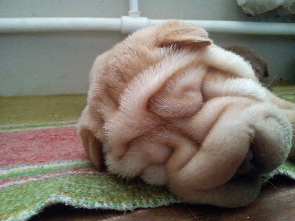 У нас в семье всегда были таксы, в один осенний вечер нам позвонили и представились знакомые знакомых и попросили об одной услуге. Мы поинтересовались о чем идет речь. Знакомые начали  рассказывать что: есть хороший, добрый пёс, хозяева уехали на пмж в Германию, а документы на пса потеряли, оставили его нам, а мы уже не в том возрасте чтобы иметь собаку вот и хотим отдать в хорошие руки возьмите, не выбрасывать же собаку на помойку. На вопрос  какая собака то? Был получен ответ собака ухоженная, добрая, игривая, Джеком кличут, а порода Шарпей. Посовещавшись за семейным ужином пришли к единому решению, где одна там и две собаки. Да и дети были тоже не против. Буквально через час привезли пса рыжей масти. Ну и в правду добрый, ласковый к нам сразу пошёл вернее к дочери. По цене сошлись в пятьсот рублей пожали руки и разошлись. Вот тут то всё и началось, по приходу домой опустошил у таксы чашку на хлеб кидался как на мясо. Утром посетили  ветеренарного врача откуда узнали ,что собака не здорова. Поставив диагноз ушной клещ потребовалось долгое лечение. От животного исходил неприятный запах, вонь стояла невыносимая уши не чистили с рождения, хотя псу около года. Морщин на морде много глаз не видно развилось косоглазие, одним словом запустили пса. После этого везита в вет. клиннику  начались у нас походы по врачам. Лечили,  делали блокаду от грибка ушей, для того что-бы восстановить зрение сделали операцию на глаза путём удаления кусков кожи с век, хотя это нужно было сделать в щенячьем возрасте подтяжкой или скобами. Ну и вот, когда всё встало на свои места, в один прекрасный день дочь с друзьями возвращались домой после прогулки пса. В подъезде на них кинулись два отмотка, так вот этот слепой пёс этим отмоткам куртки то и по отмотал, я так думаю пес понял, где его предали, а где оберегли . 