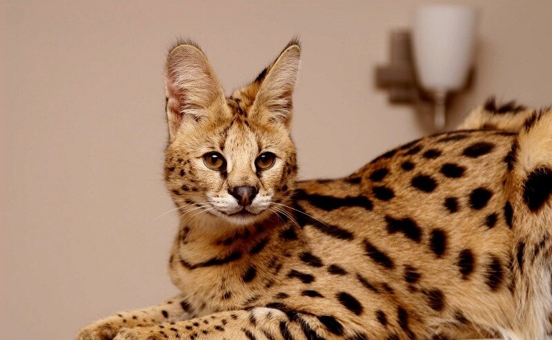 Серва́л, или кустарниковая кошка (Leptailurus serval)