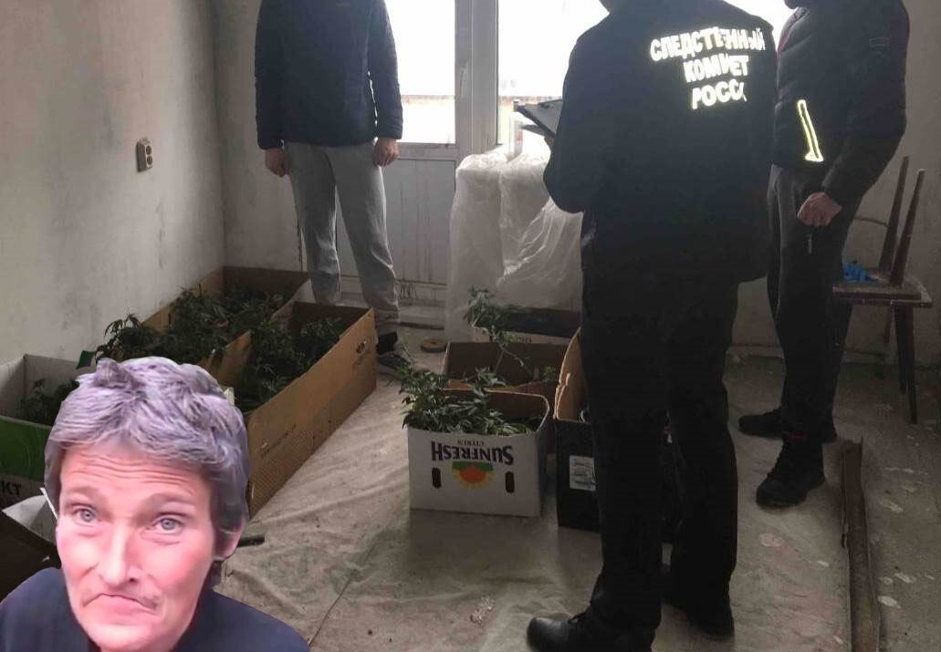 Суровый город Мончегорск, Мурманская область. Сорок тысяч жителей, неописуемо красивая природа вокруг, церквушки, дымящиеся трубы заводов и неповторимая атмосфера меланхолии - жизнь в провинции идёт по стандарту. Вот только объявился на днях в городе Весёлый фермер, который решил обнуть систему и поместить улыбку на своё лицо посредством употребления травки. Однако 35-летний чувачок немного переборщил с масштабами плантации, в его обоссанной квартирке стражи галактики обнаружили около (внимание!) 100 кустов сортового ганджубаса, а после того, как полицаи поскребли по сусекам, в жилище отыскалось еще 946 граммов зелени, высушенной и готовой к употреблению. Сам плантатор во время задержания находился в состоянии чудовищно покрасневших глазок. По предварительным данным, сдали растамана соседи из-за запаха. Возбуждено уголовное дело по ч.2 ст. 228 УК РФ (незаконное хранение наркотических средств, совершенное в крупном размере). Расследование продолжается. 