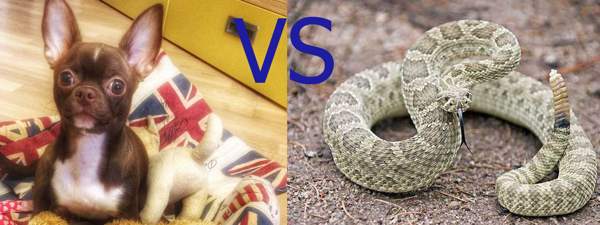 Не позволяйте ее размеру обманывать вас, пологая, что Зои не способна на отважный поступок. Пятидюймовый чихуахуа видел, как годовалый сын его хозяина играл в саду, когда поблизости появилась гремучая змея. Перед тем как змея попыталась  напасть на мальчика, Зои вступила в бой закрыв собой ребенка. Она получила множественные укусы , но не смотря на это храбрую собачку удалось спасти благодаря помощи ветеринара. 