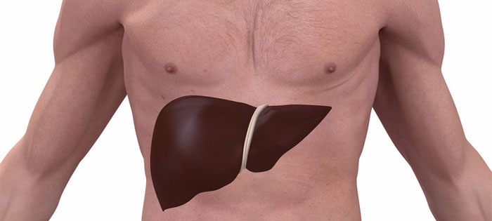 
Печень - второй по размеру орган после кожи.
