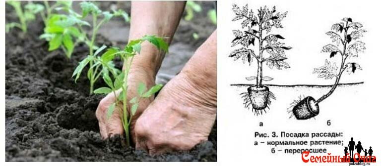Схема посадки переросших томатов