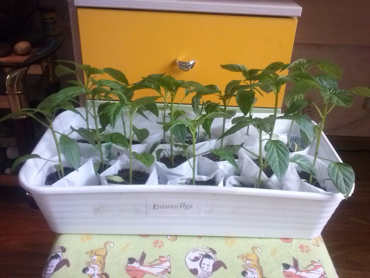 Перцы Винни Пух