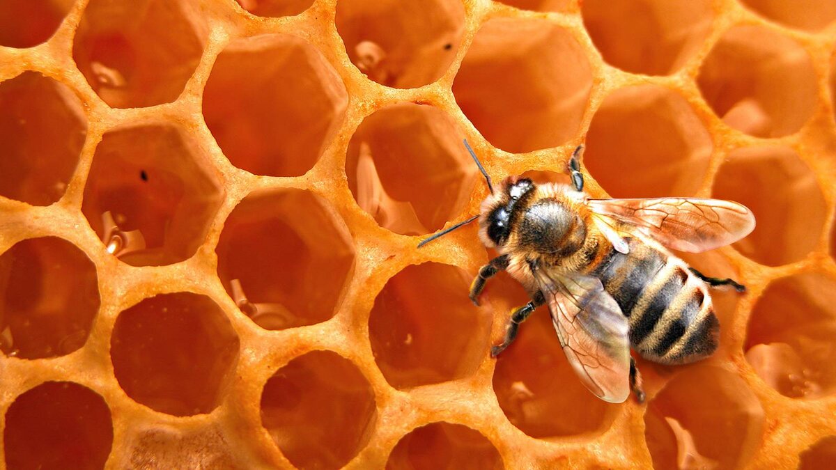 лечебные пчелы