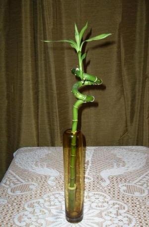 Лаки бамбук (Dracaena Lucky Bamboo)