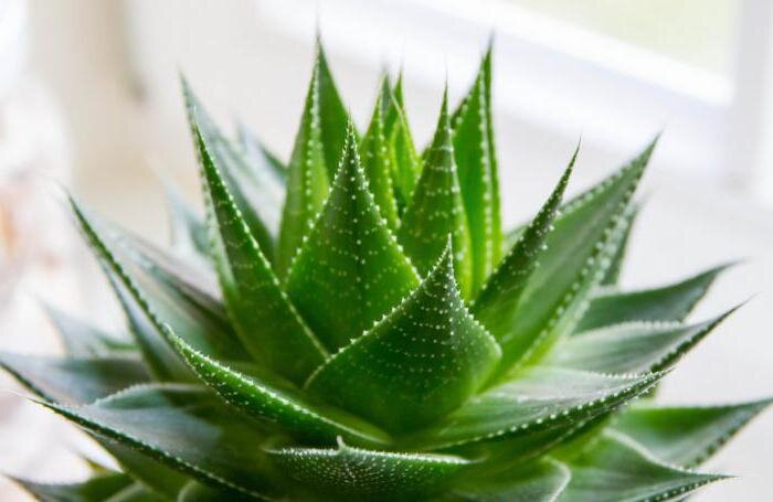 Алоэ