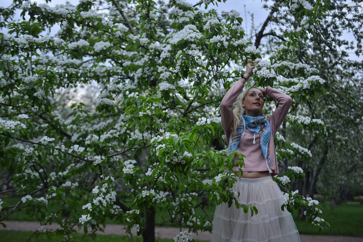 Песни расцветали яблони минус. 19 Апреля народный праздник. 19 Апреля Евтихий тихий яблони весной.
