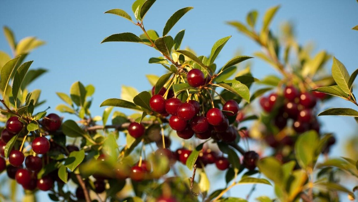 Прерийная вишня