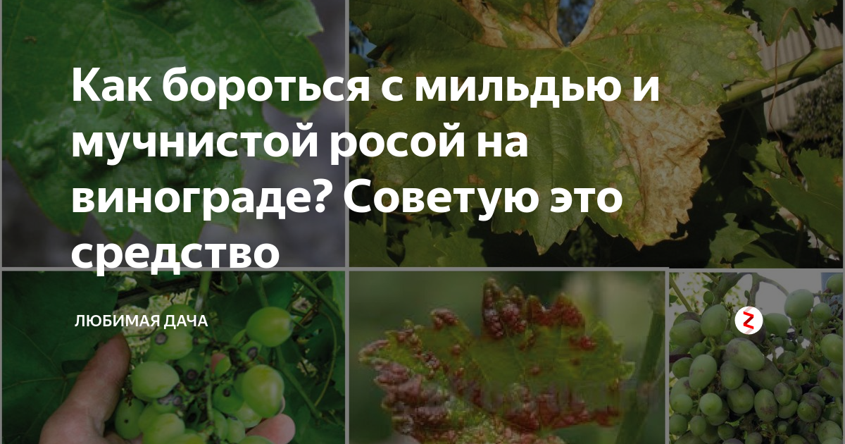 Болезнь винограда фото и описание. Милдью (ложная мучнистая роса). Оидиум (мучнистая роса). Мучнистая роса на винограде. Препараты от мучнистой росы на винограде