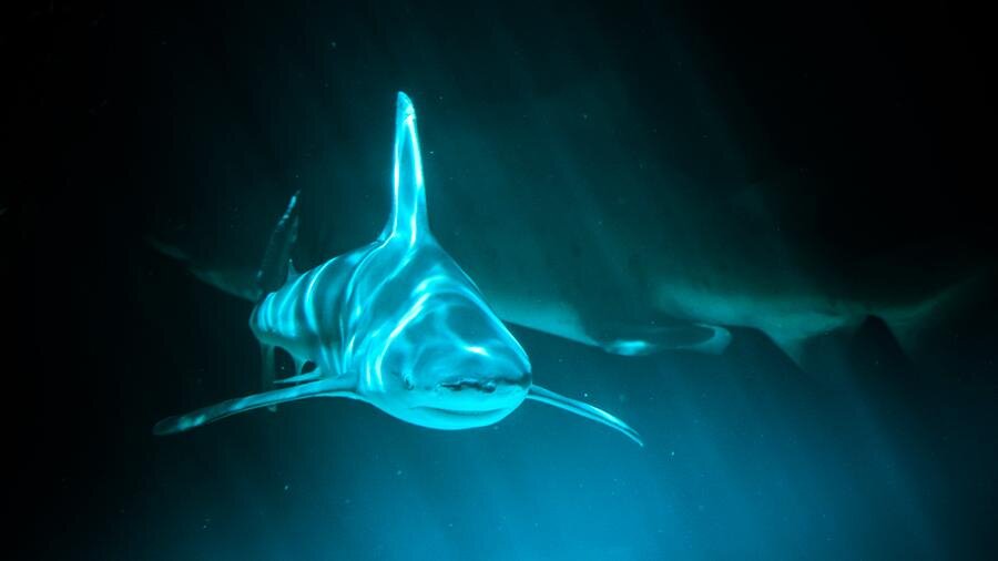  
Фото: Depositphotos Озвучить текст