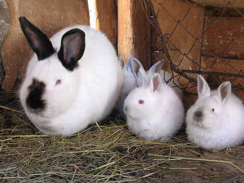 Оптимальные размеры клеток для кроликов: чертежи :: irhidey.ru