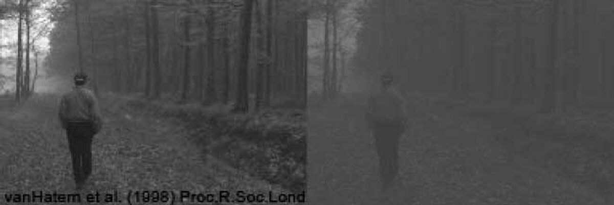 Компьютерные игры в некоторых случаях могут оказаться полезнее очков или глазной хирургии