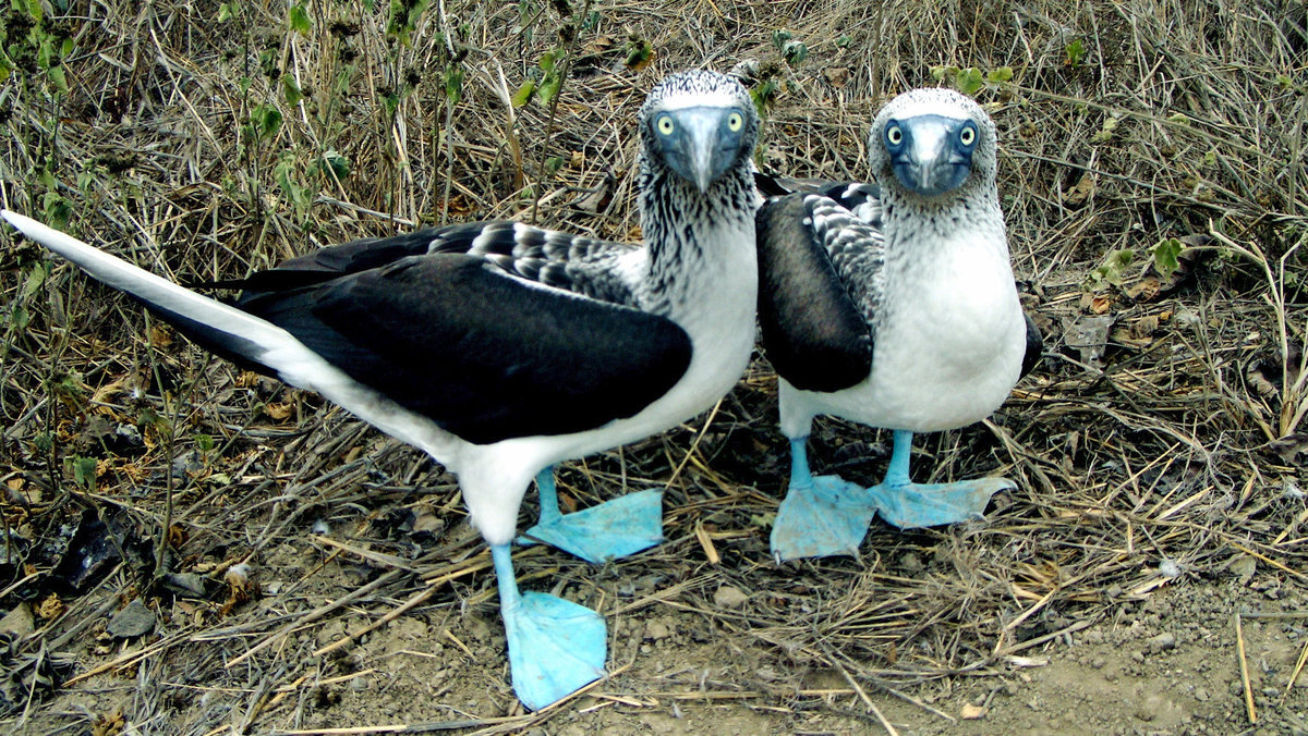 Птицы галапагосских островов. Голубоногая олуша. Голубая олуша птица. Голубоногая олуша птенцы. Blue Footed Booby птица.