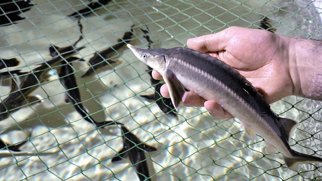Молодь рыбы в мальковом бассейне осетрового комплекса. Фото: РИА Новости/Александр Поготов