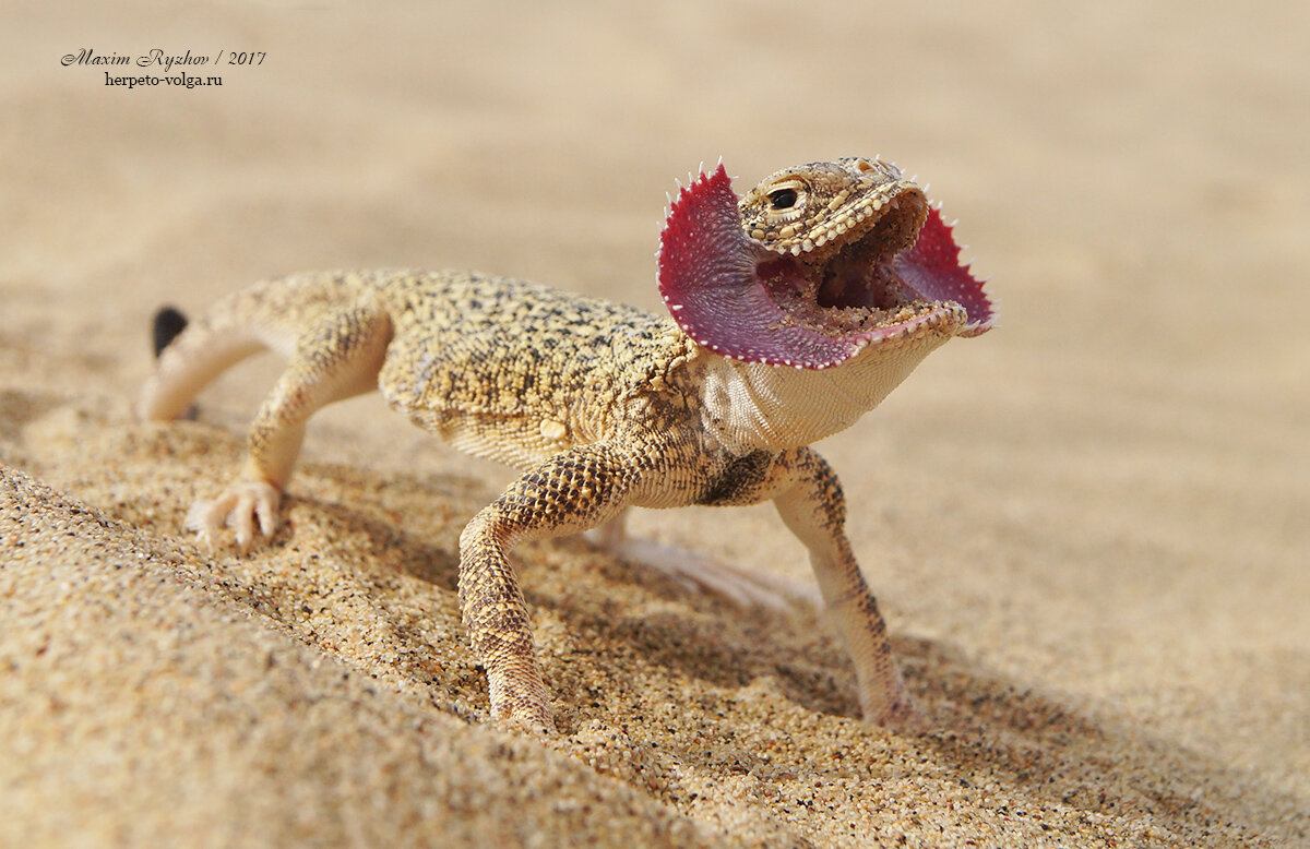 Круглоголовка ушастая сарыкум. Приспособление ящерицы. Семейство агамовые ящерицы. Ушастый ящер. Дети ушастой круглоголовки.