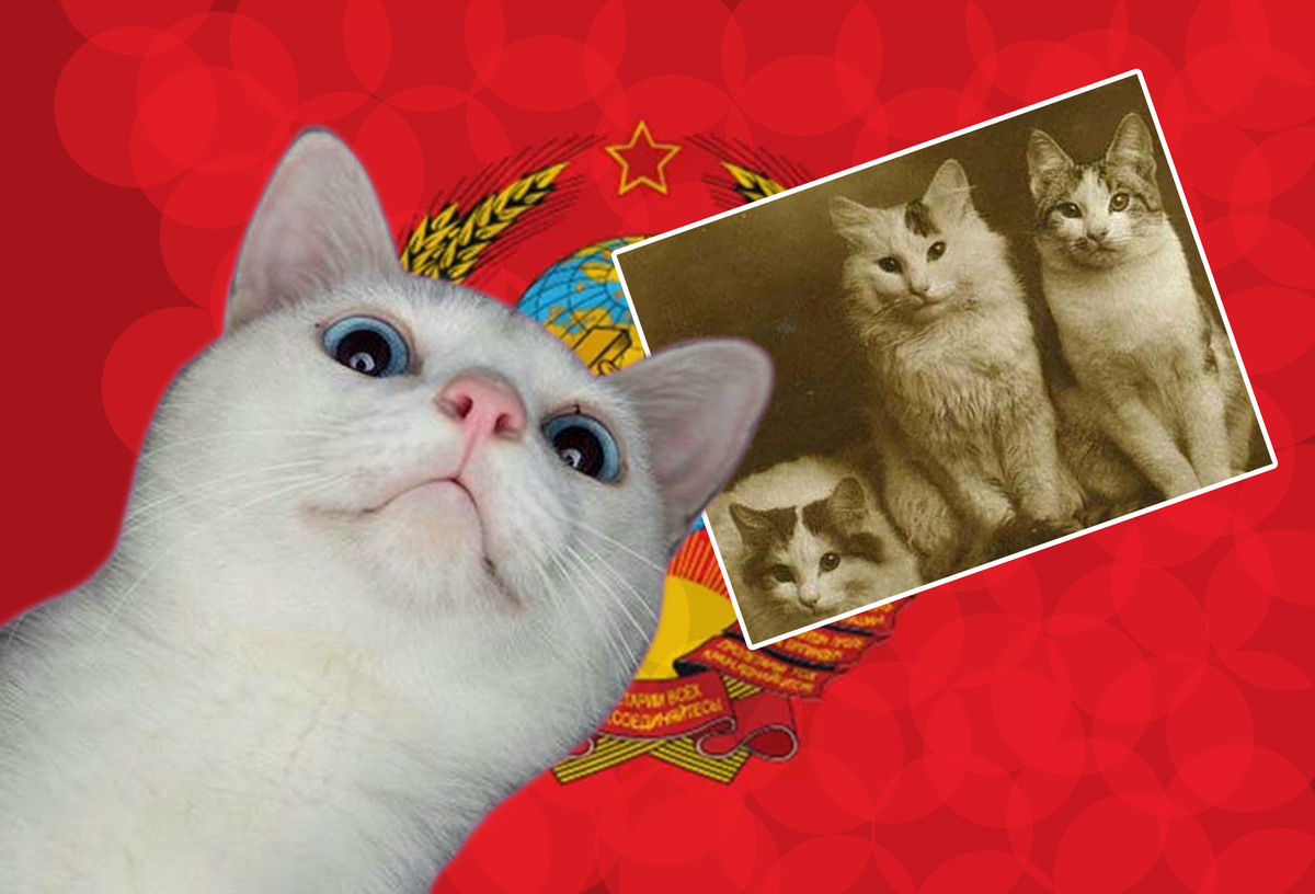 Котику тоже интересно