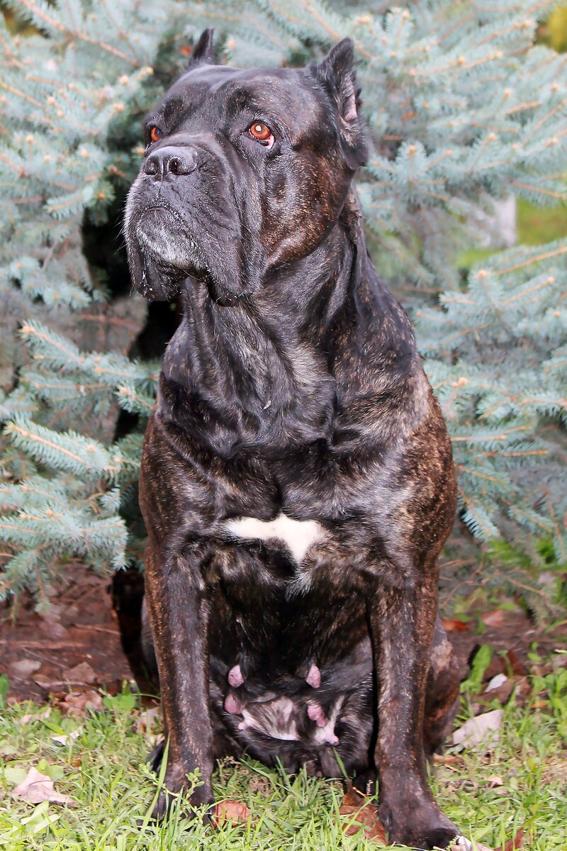 Тора. Недостатки по голове ушли не все, но уже гораздо более сглажены. У ее детей головы без нареканий.