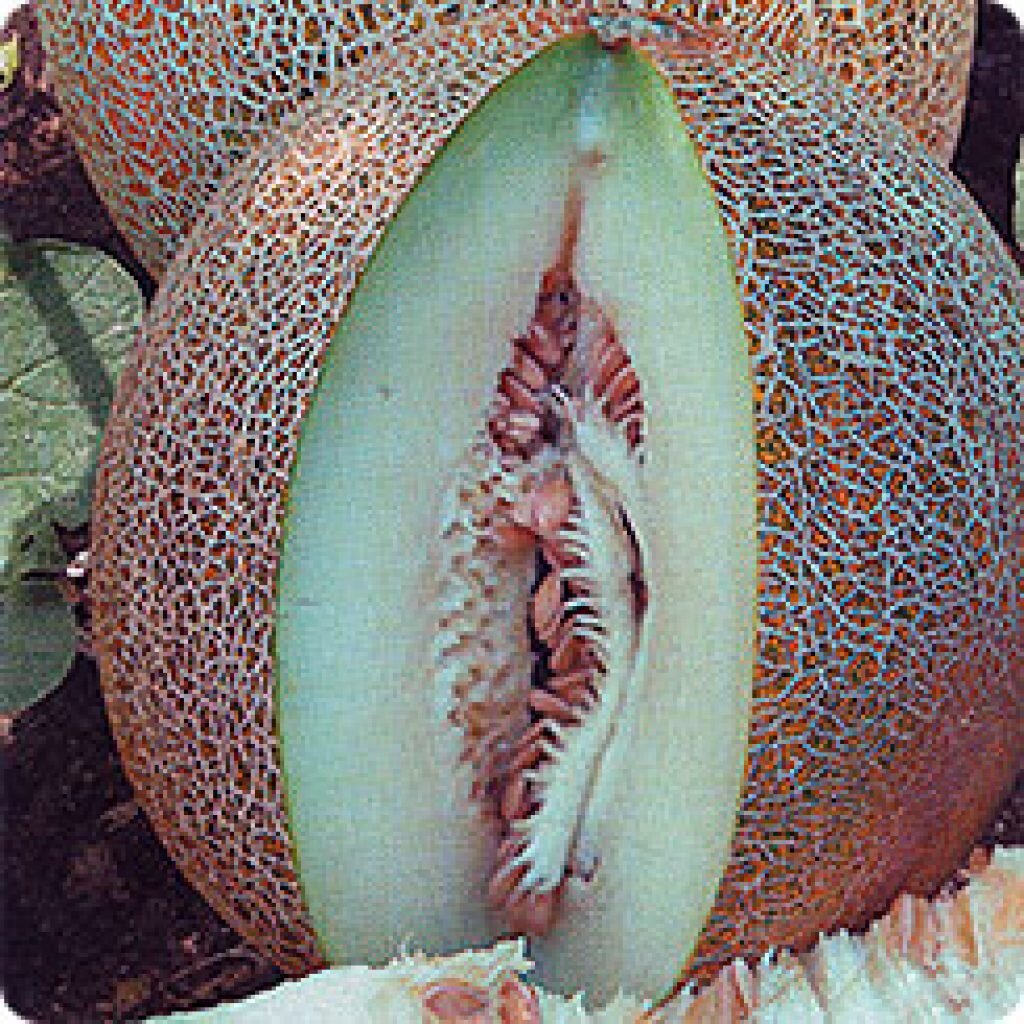 Дыня эфиопка спелая. Мускатная дыня. Сорт дыни хандалак. Дыня тропикана. Какие бывают дыни.