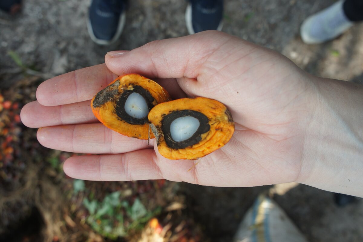 Плоды масличной пальмы страны экспортеры