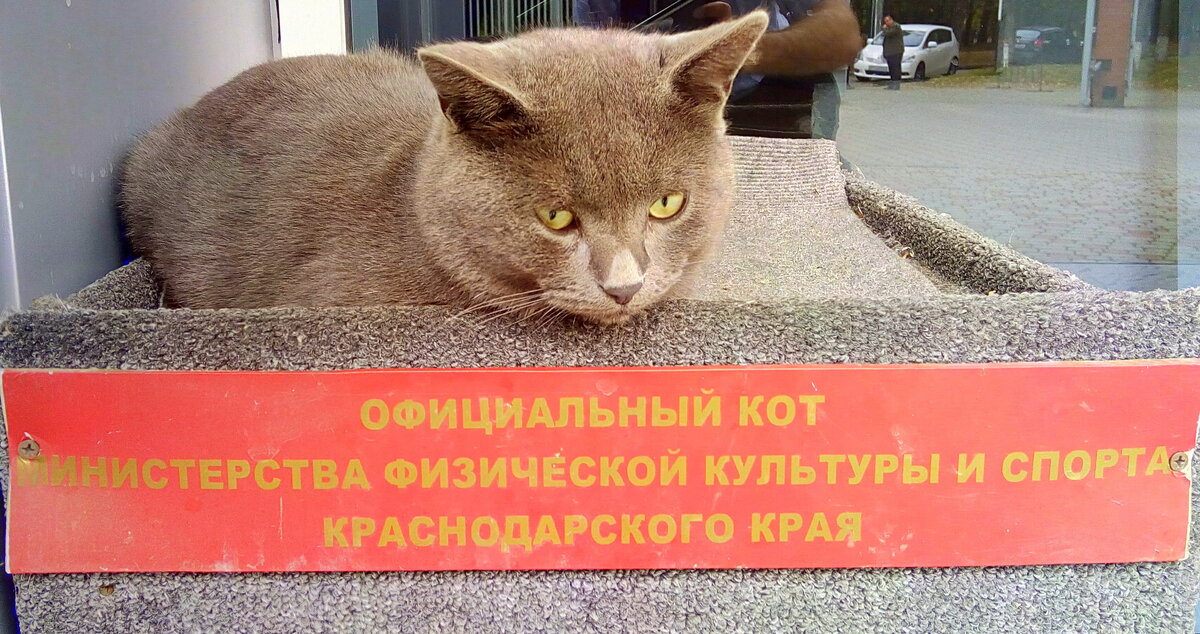 Синий поел вчерашнего борща, но думает о супруге. Что-то не даёт ему покоя. Возможно, всё из-за того, что теперь в министерстве всё время крутится Конор (смотри прошлый пост). 