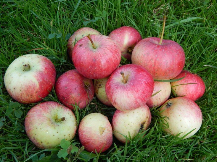 Описание, фото и мои отзывы по зимним сортам яблонь
