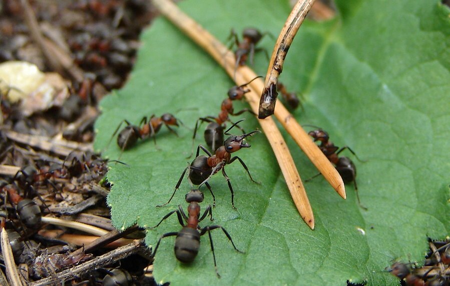 Влияние муравьев на растения