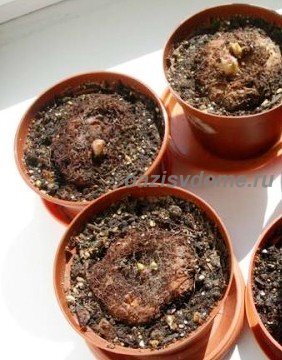 Подготовка почвы