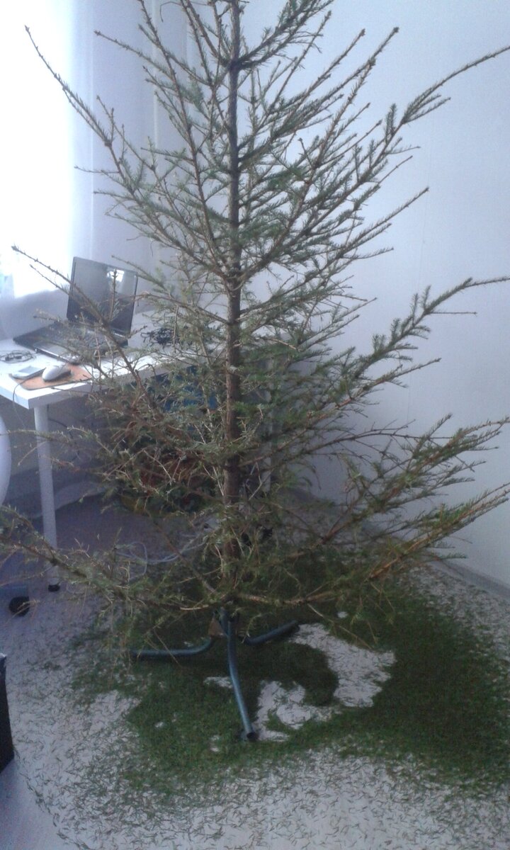 Вот живой пример елки, которая простояла у нас дома 2 недели.