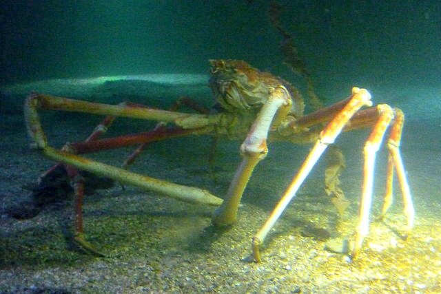 Крабзилла в океанариуме «Sea Life Scheveningen». Источник изображения: Pvt pauline GFDL v1.2