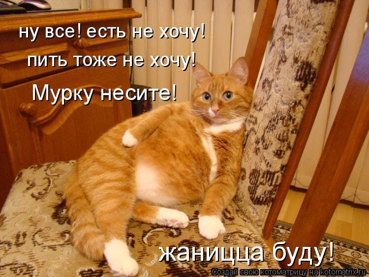 Коты юмор картинки с надписями