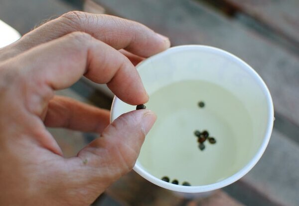 Замачивание семян в настое чеснока, алоэ или содовом растворе: каким семенам это действительно нужно