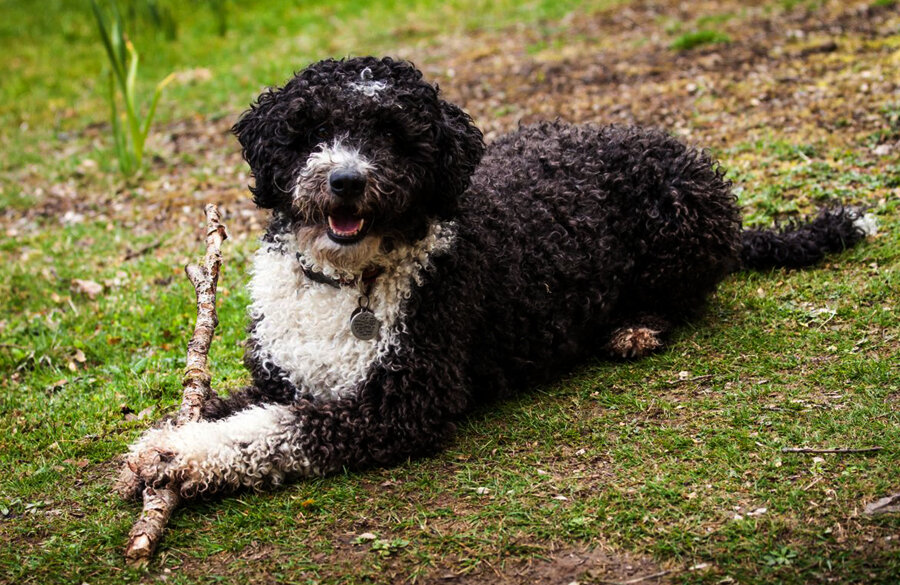 Испанская водяная собака - фото, цена, описание, видео - все о породе