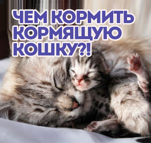 корм для кормящей кошки.