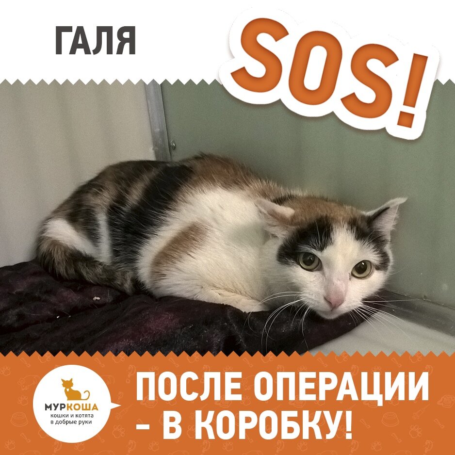 Галя коте. Говорящий кот зовёт галю. Кот зовет галю. Говорящие коты галя. Коты и галя.