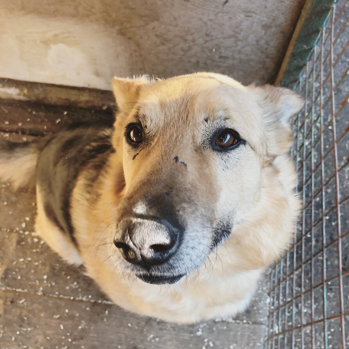 Лис-Тима, пёс из нашего приюта 