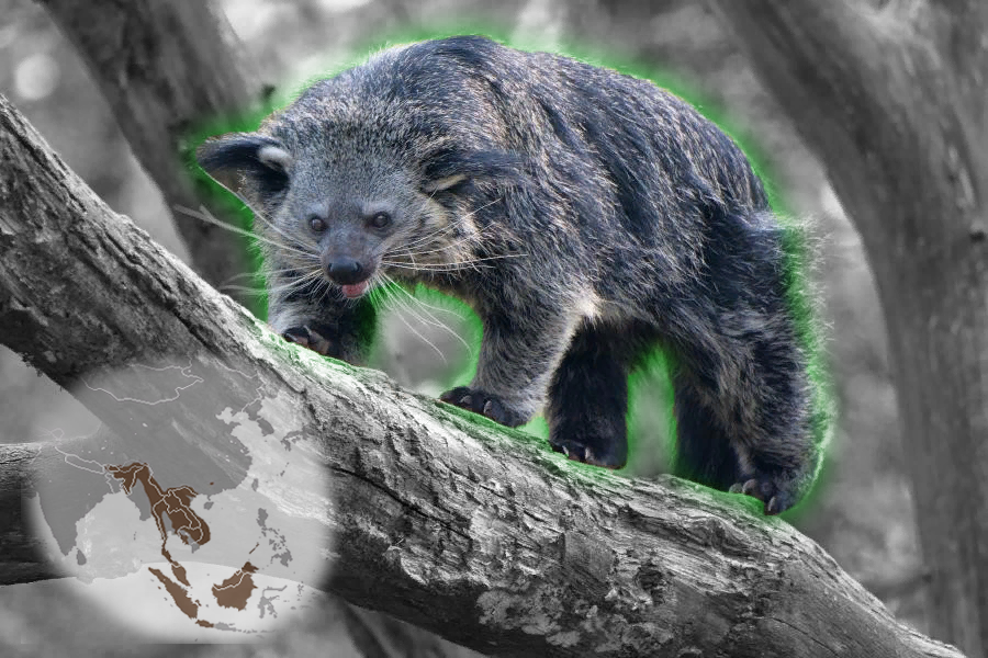 Ареал бинтуронга