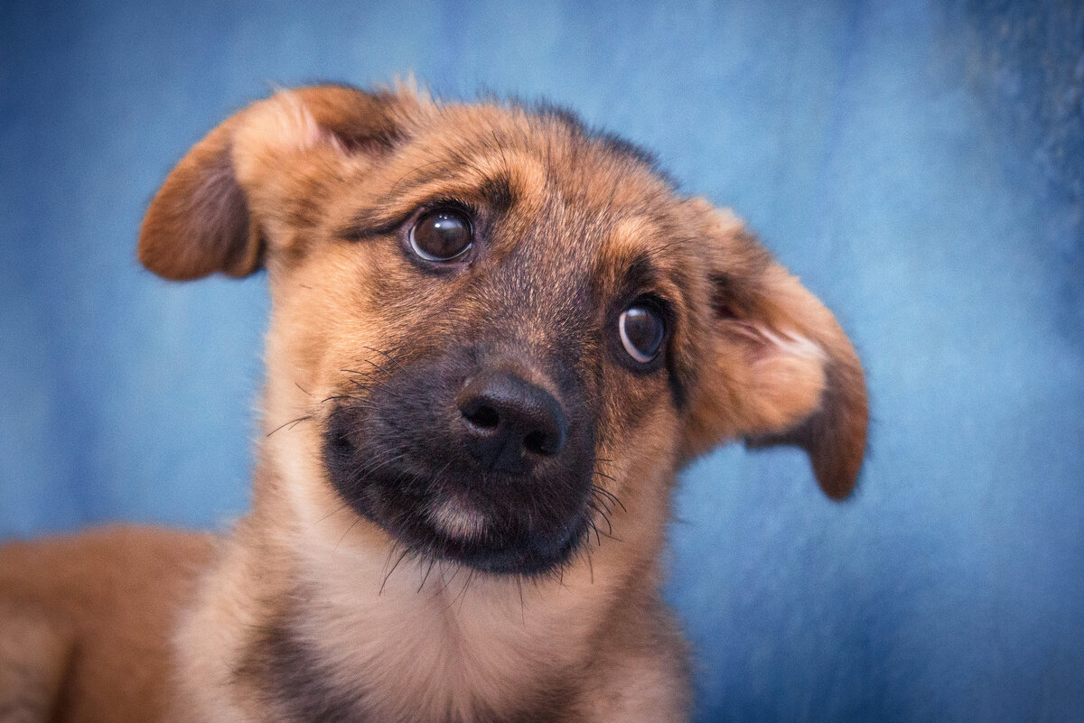 Хозяева, выбирающие для своего питомца только ошейник, зачастую сталкиваются с тем, что находят клещей под тем самым ошейником от клещей. Моя знакомая потеряла своего любимого пса в борьбе с пироплазмозом подаренным собаке от клеща под ошейником.