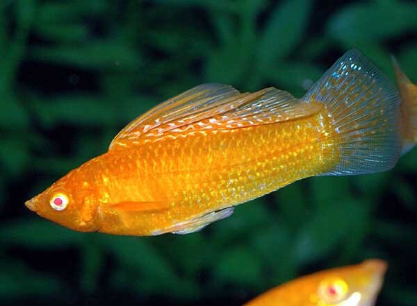 Источник фото: weibo.com