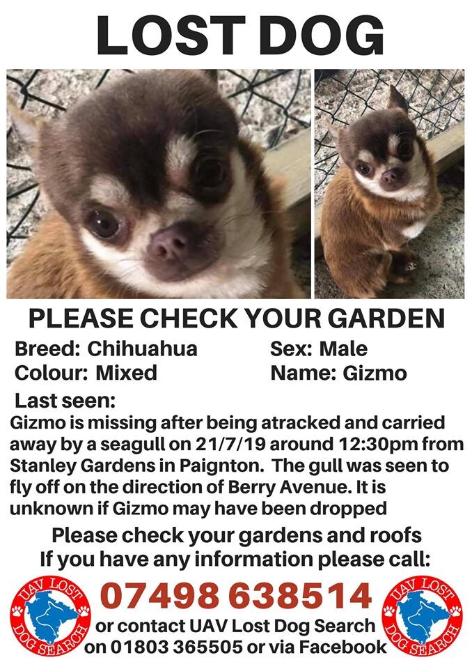 Sadly still missing. 
Anyone who lives in the surrounding areas in Paignton please can you keep your eyes open.

Gardens, rooftops, trees, under hedges etc all need looking at carefully - many thanks