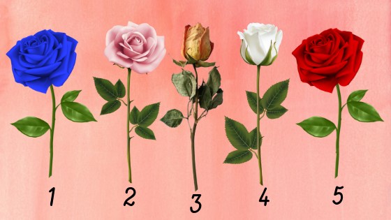Тест выберите розу. Розе тест. Розе тест. Розе тест. Испытание розами.