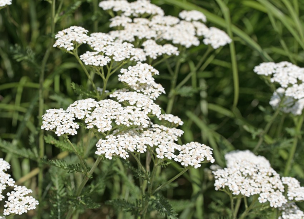 Тысячелистник